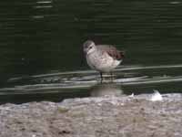 Bécasseau à échasses Calidris himantopus