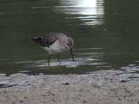 Bécasseau à échasses Calidris himantopus