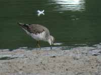 Bécasseau à échasses Calidris himantopus