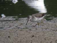 Bécasseau à échasses Calidris himantopus