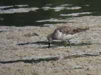 Bécasseau à échasses Calidris himantopus