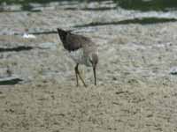 Bécasseau à échasses Calidris himantopus