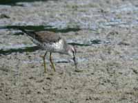 Bécasseau à échasses Calidris himantopus