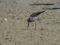 Bécasseau à échasses Calidris himantopus