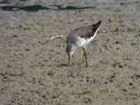 Bécasseau à échasses Calidris himantopus