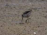 Bécasseau à échasses Calidris himantopus