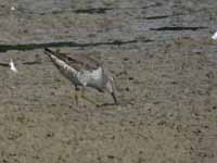 Bécasseau à échasses Calidris himantopus