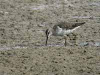 Bécasseau à échasses Calidris himantopus