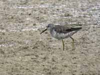 Bécasseau à échasses Calidris himantopus