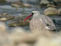 Bec-d'ibis tibétain Ibidorhyncha struthersii