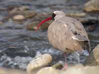 Bec-d'ibis tibétain Ibidorhyncha struthersii