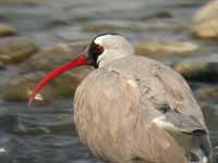 Bec-d'ibis tibétain Ibidorhyncha struthersii