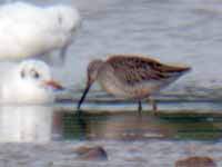 Bécassin à long bec Limnodromus scolopaceus