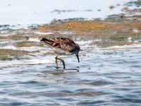 Bécasseau à longs doigts Calidris subminuta