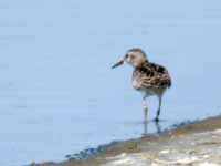 Bécasseau à longs doigts Calidris subminuta