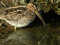 Bécassine des marais Gallinago gallinago