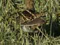 Bécassine des marais Gallinago gallinago