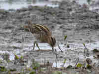 Bécassine des marais Gallinago gallinago