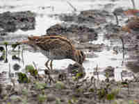 Bécassine des marais Gallinago gallinago