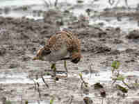 Bécassine des marais Gallinago gallinago