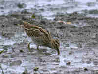 Bécassine des marais Gallinago gallinago