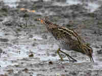 Bécassine des marais Gallinago gallinago