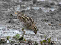 Bécassine des marais Gallinago gallinago