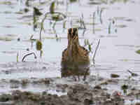 Bécassine des marais Gallinago gallinago