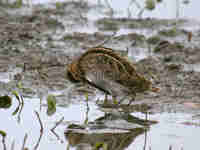 Bécassine des marais Gallinago gallinago