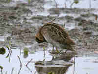 Bécassine des marais Gallinago gallinago