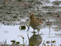 Bécassine des marais Gallinago gallinago