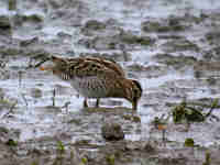 Bécassine des marais Gallinago gallinago