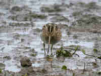 Bécassine des marais Gallinago gallinago