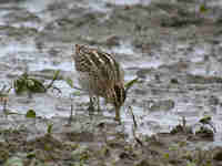 Bécassine des marais Gallinago gallinago