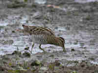 Bécassine des marais Gallinago gallinago