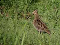 Bécassine des marais Gallinago gallinago