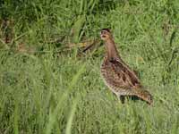 Bécassine des marais Gallinago gallinago