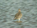 Bécasseau maubèche Calidris canutus