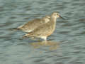 Bécasseau maubèche Calidris canutus