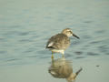 Bécasseau maubèche Calidris canutus