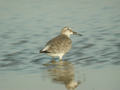 Bécasseau maubèche Calidris canutus