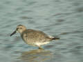 Bécasseau maubèche Calidris canutus