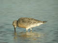 Bécasseau maubèche Calidris canutus