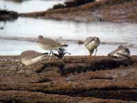 Bécasseau maubèche Calidris canutus