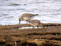 Bécasseau maubèche Calidris canutus