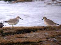 Bécasseau maubèche Calidris canutus