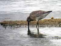 Bécasseau maubèche Calidris canutus