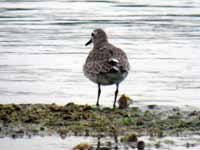 Bécasseau maubèche Calidris canutus