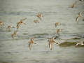 Bécasseau minute Calidris minutus