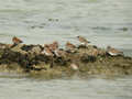 Bécasseau minute Calidris minutus